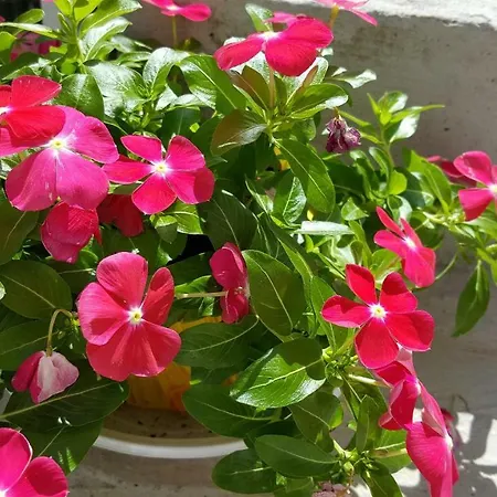 La Casa Te Lu Tata - Vacanza In Salento * Sannicola